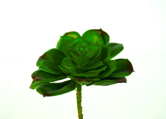 Artificial Echeveria Succulent-1 Piece (5“ x 7")