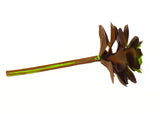 Artificial Echeveria Succulent in Burgundy Plum-1 Piece (4“ x 8")