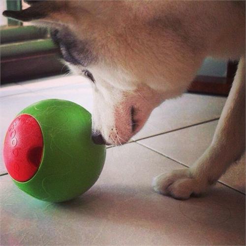 The Foobler Timed, Self Reloading Puzzle Feeder for Dog toy Ball Green/red