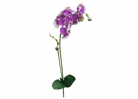 Orchid Phalaenopsis Spray with leaves - Orchid  - 1piece