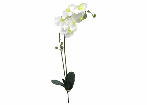 Orchid Phalaenopsis Spray with leaves - White - 1piece