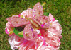 Handmade Artificial Decorative Butterfly With Clip Pink (12 pieces)