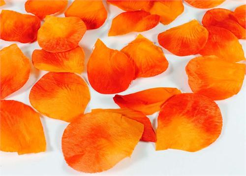 Vibrant Orange Rose Petals