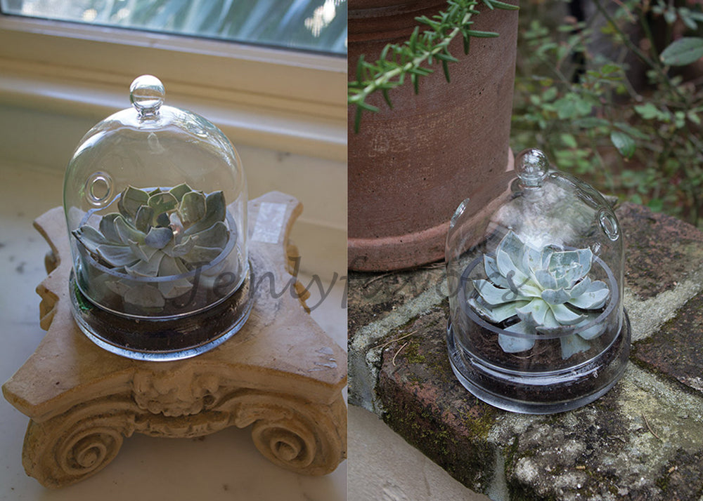 
                  
                    4-3/4" x 6" Mini Terrarium Cloche Glass Cover Dome (6 sets)
                  
                